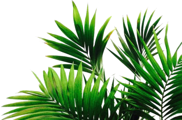 Area Palm