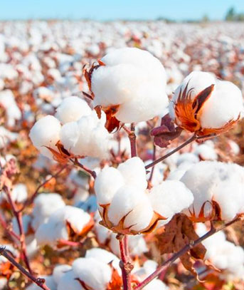 The potential and growth of India’s cotton home furnishing industry